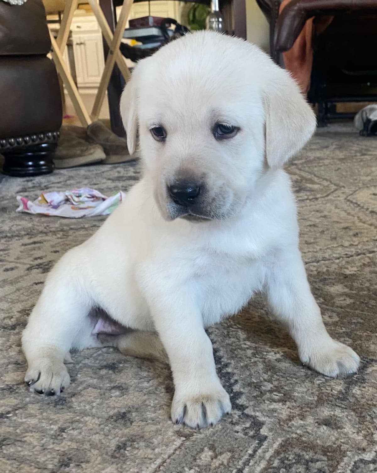 Labrador Retriever Puppies breeder image 4