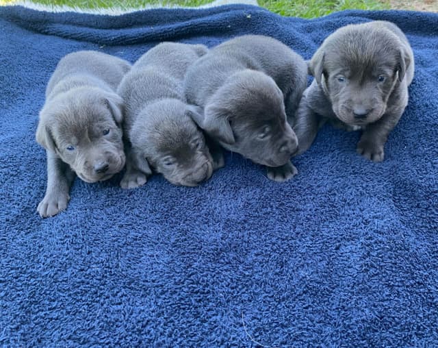 Labrador Retriever Puppies media 4