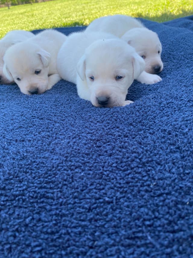 Labrador Retriever Puppies media 3