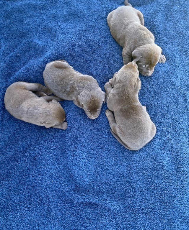 Labrador Retriever Puppies media 2