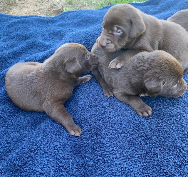 Labrador Retriever Puppies media 5