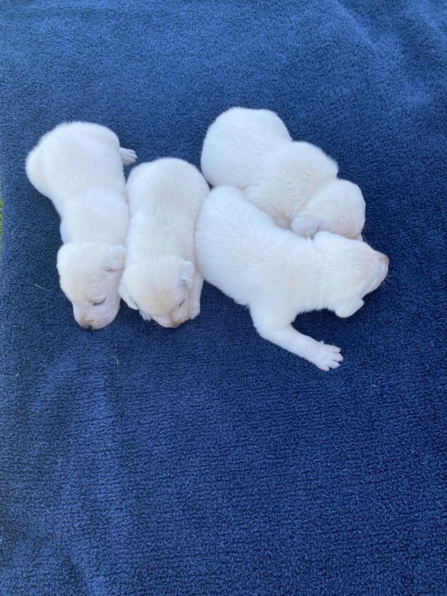 Labrador Retriever Puppies media 6