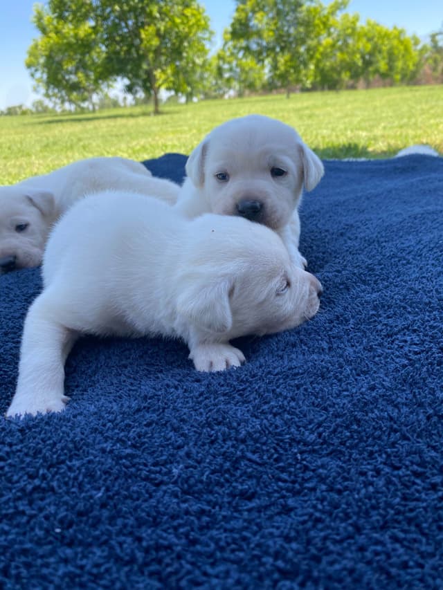 Labrador Retriever Puppies media 7