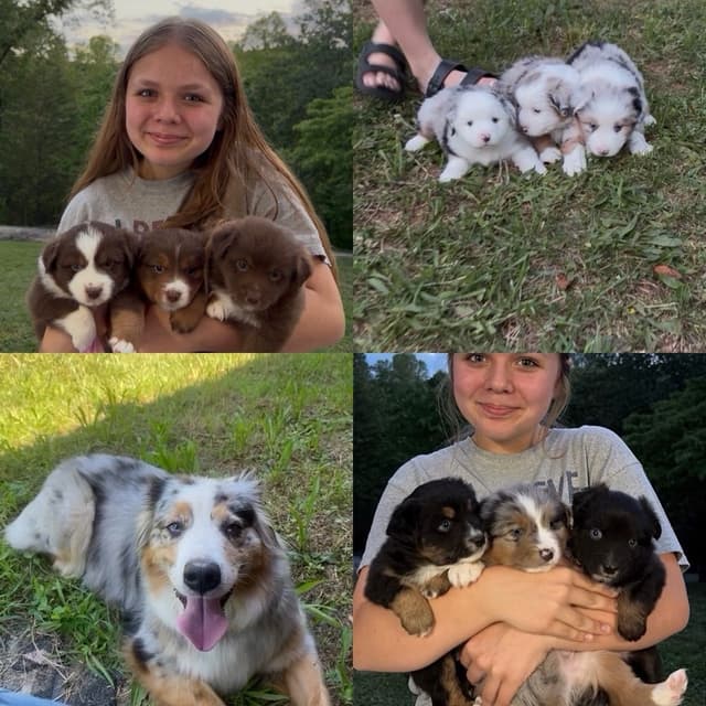 Miniature American Shepherd Puppies media 2