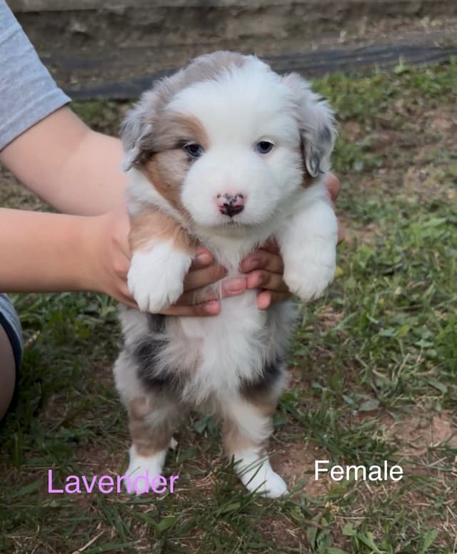 Miniature American Shepherd Puppies media 3