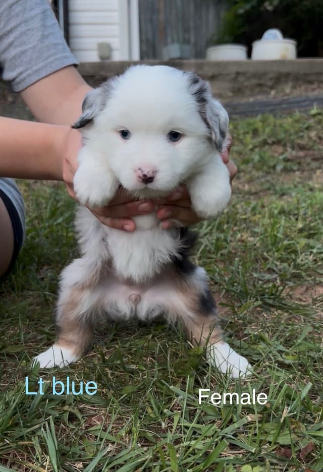 Miniature American Shepherd Puppies media 5
