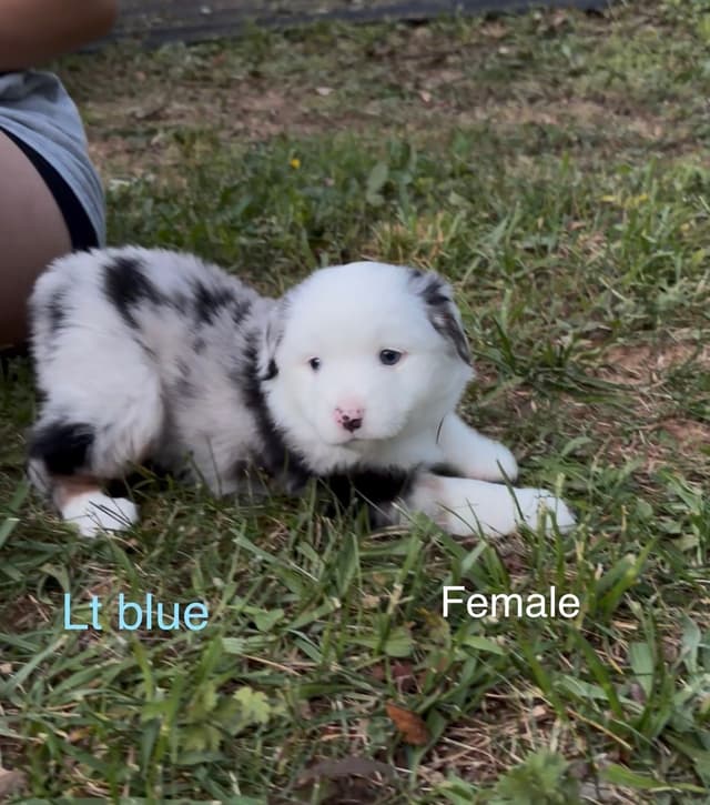 Miniature American Shepherd Puppies media 6