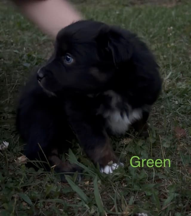 Miniature American Shepherd Puppies media 7