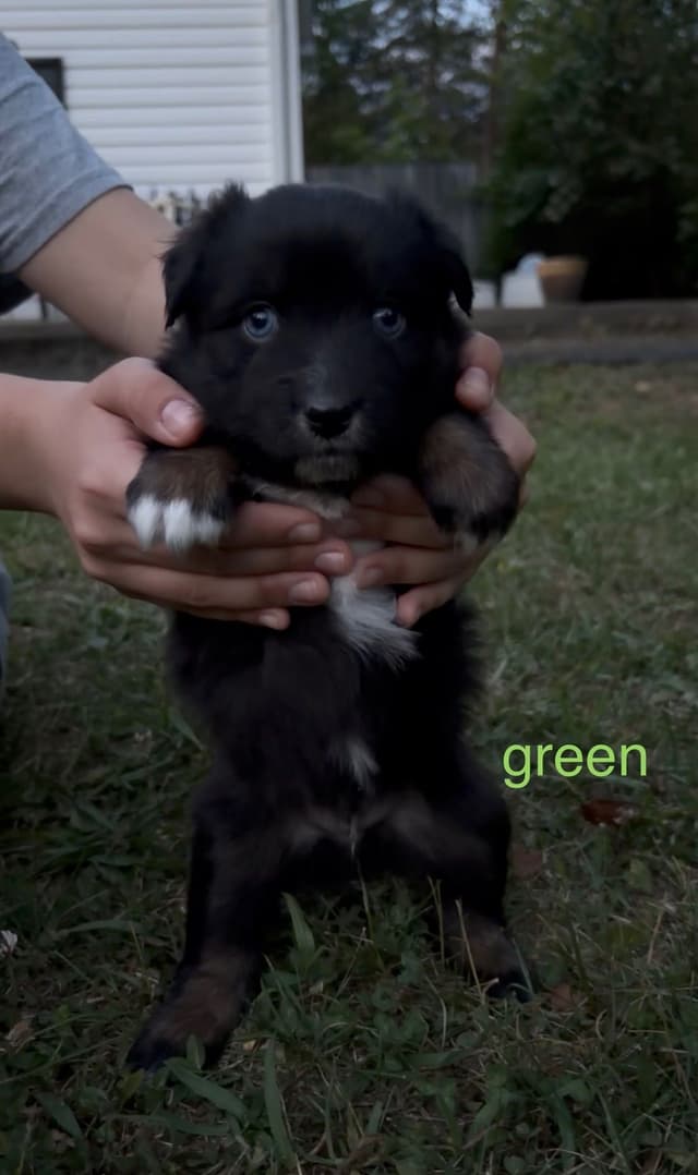Miniature American Shepherd Puppies media 8
