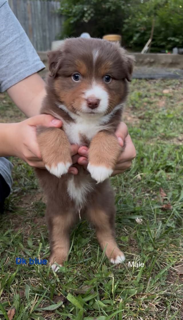 Miniature American Shepherd Puppies media 10