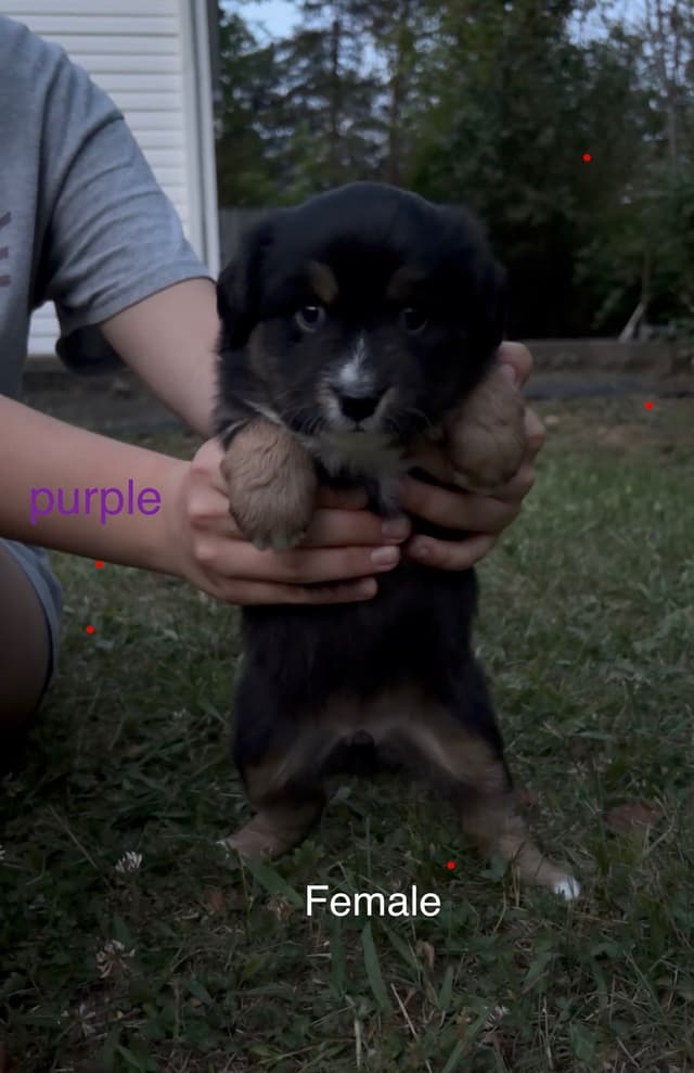 Miniature American Shepherd Puppies media 11