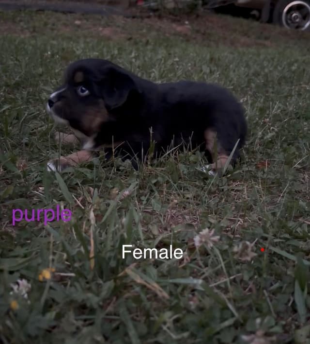 Miniature American Shepherd Puppies media 12