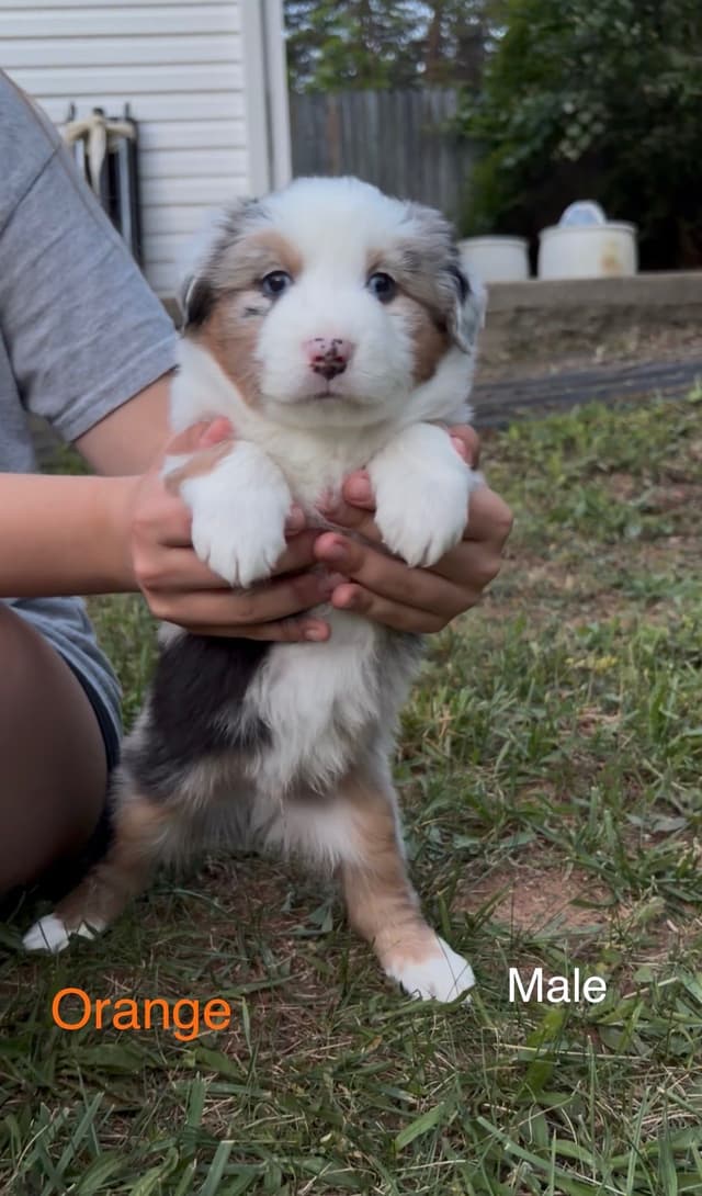 Miniature American Shepherd Puppies media 13