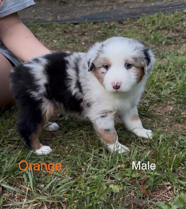 Miniature American Shepherd Puppies media 14
