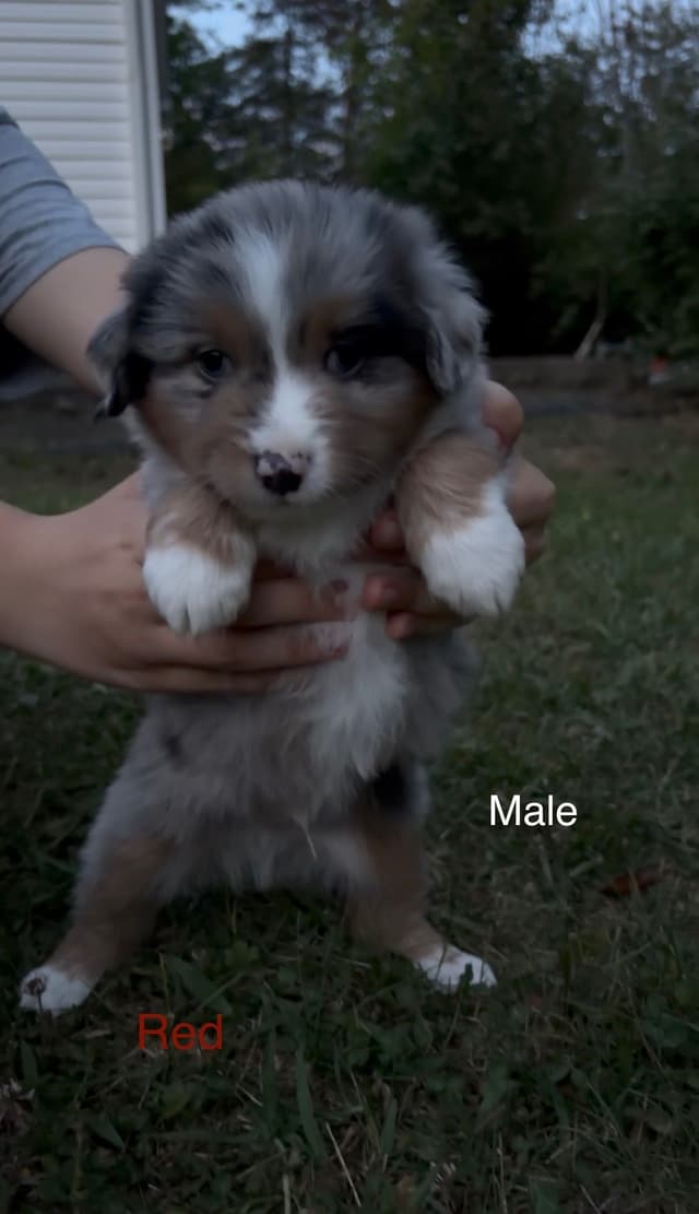 Miniature American Shepherd Puppies media 15