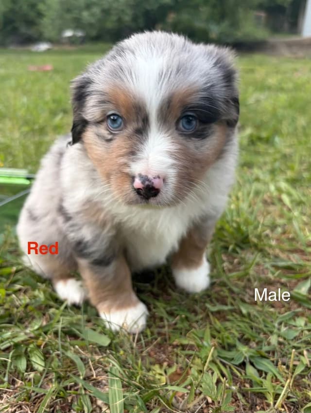 Miniature American Shepherd Puppies media 16