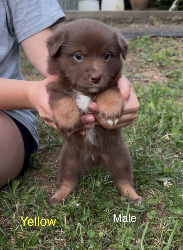 Miniature American Shepherd Puppies media 17
