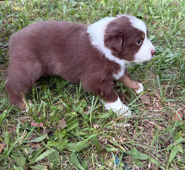 Miniature American Shepherd Puppies media 18