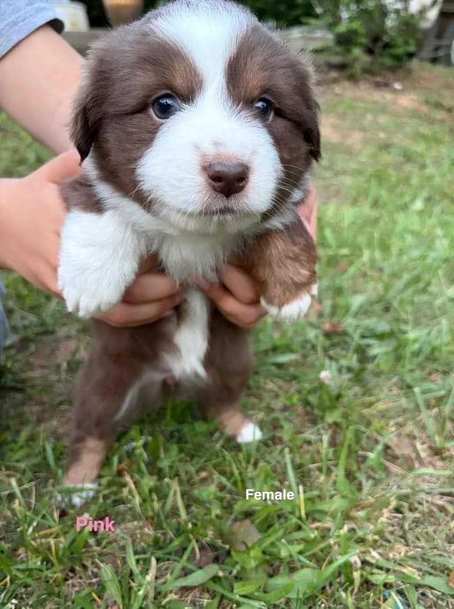 Miniature American Shepherd Puppies media 19