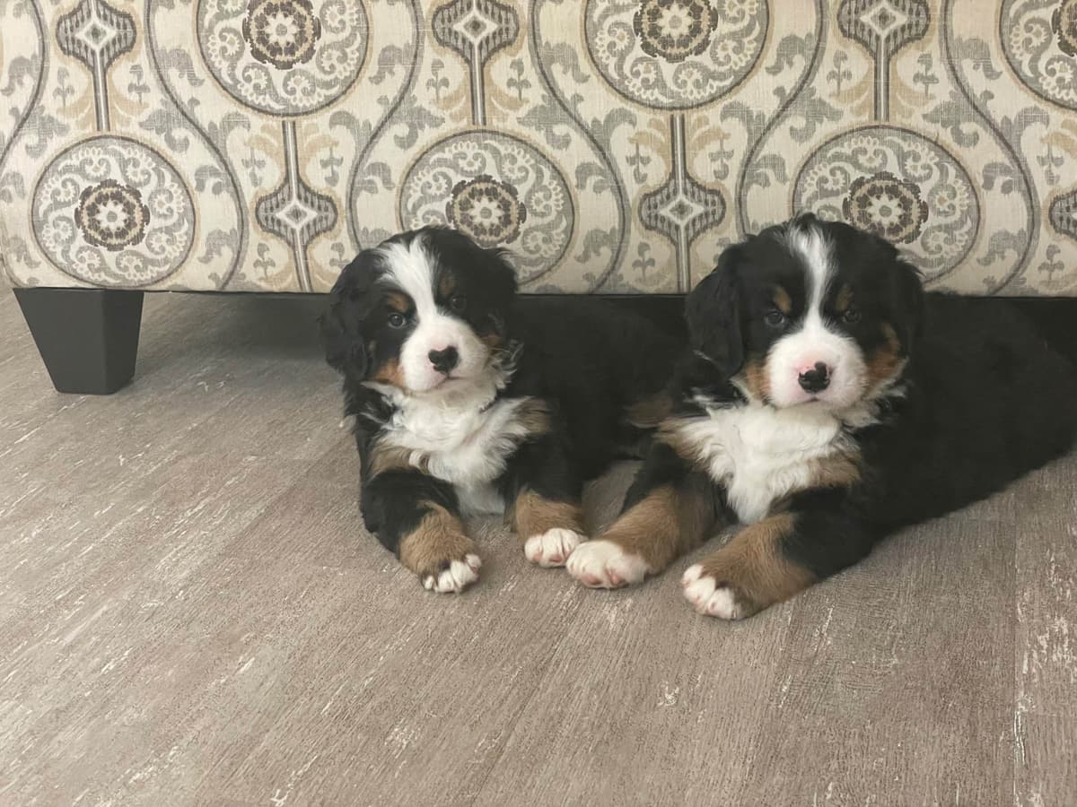 Bernese Mountain Dog Puppies breeder image 7