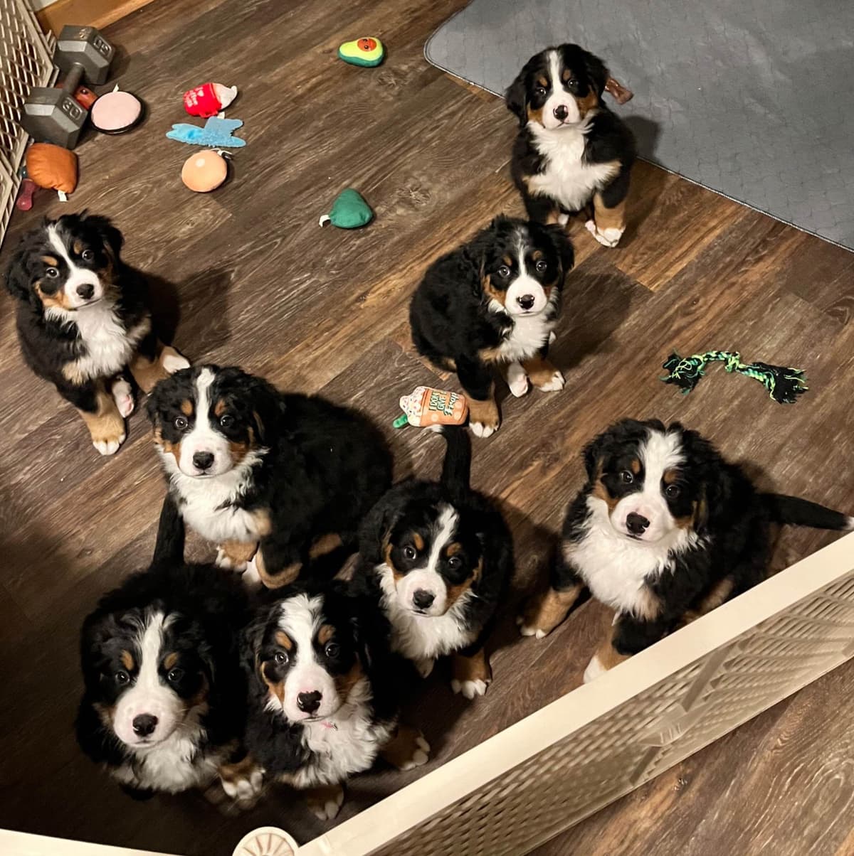 Bernese Mountain Dog Puppies breeder image 2