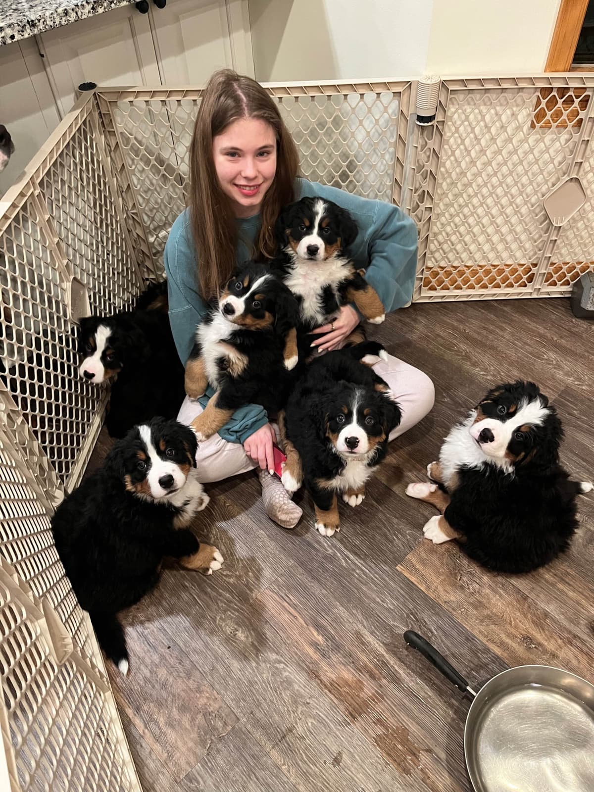 Bernese Mountain Dog Puppies breeder image 6