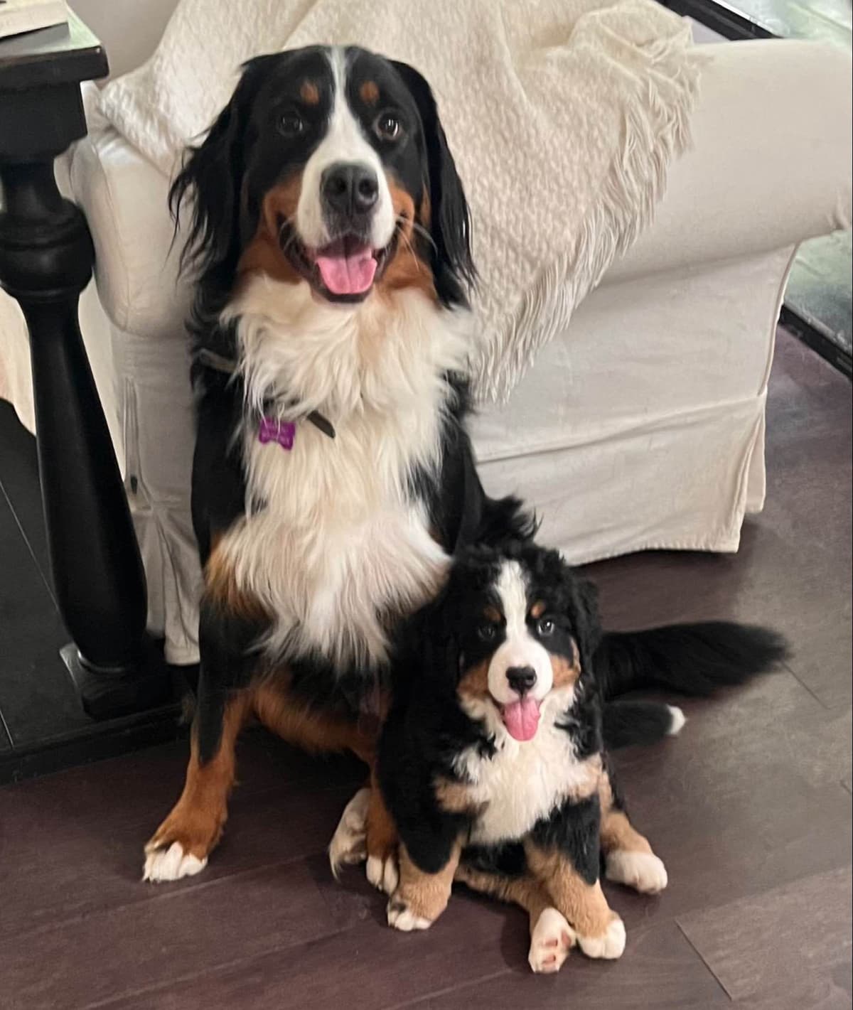 Bernese Mountain Dog Puppies breeder image 8