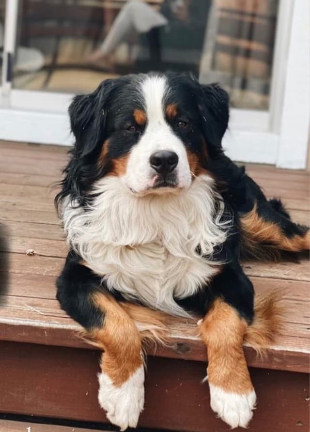 Bernese Mountain Dog Puppies media 6