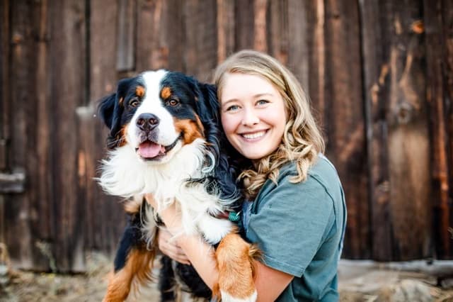 Bernese Mountain Dog Puppies media 4