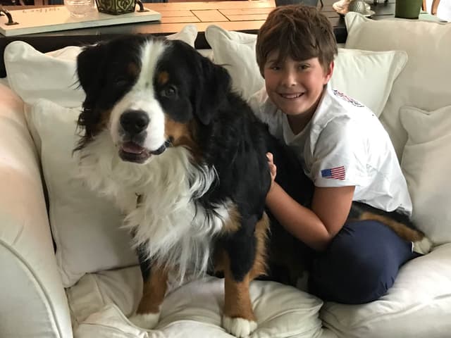 Bernese Mountain Dog Puppies media 3