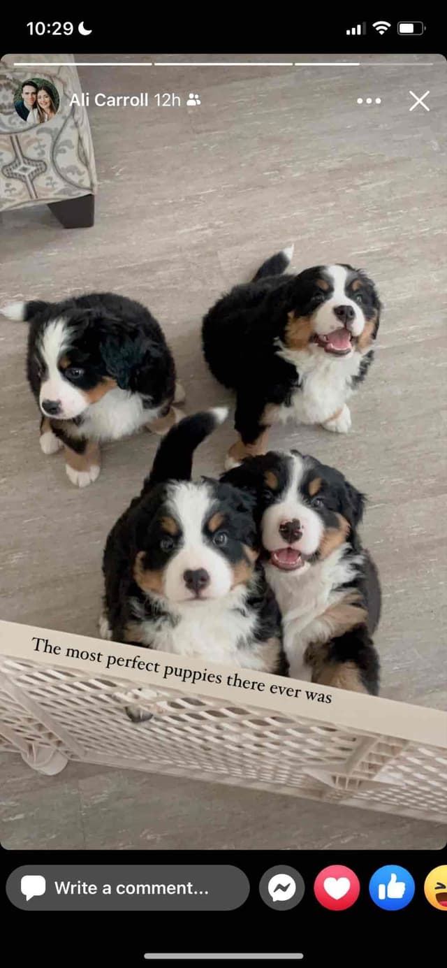 Bernese Mountain Dog Puppies media 7