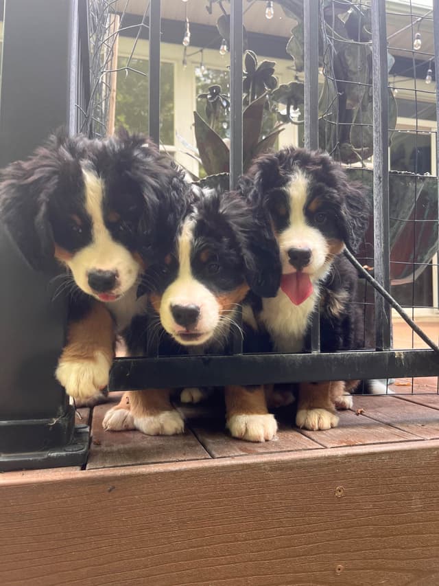 Bernese Mountain Dog Puppies media 8