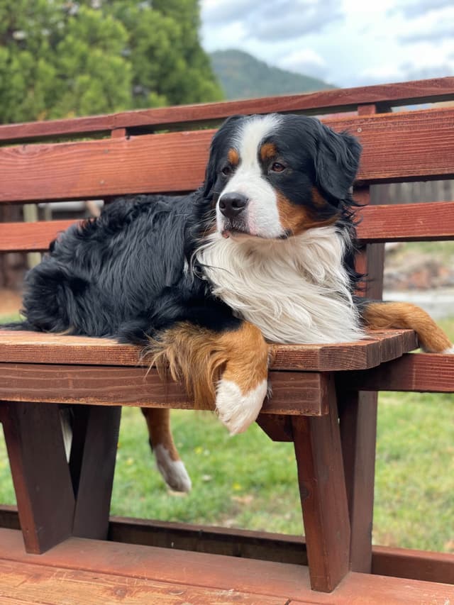 Bernese Mountain Dog Puppies media 5