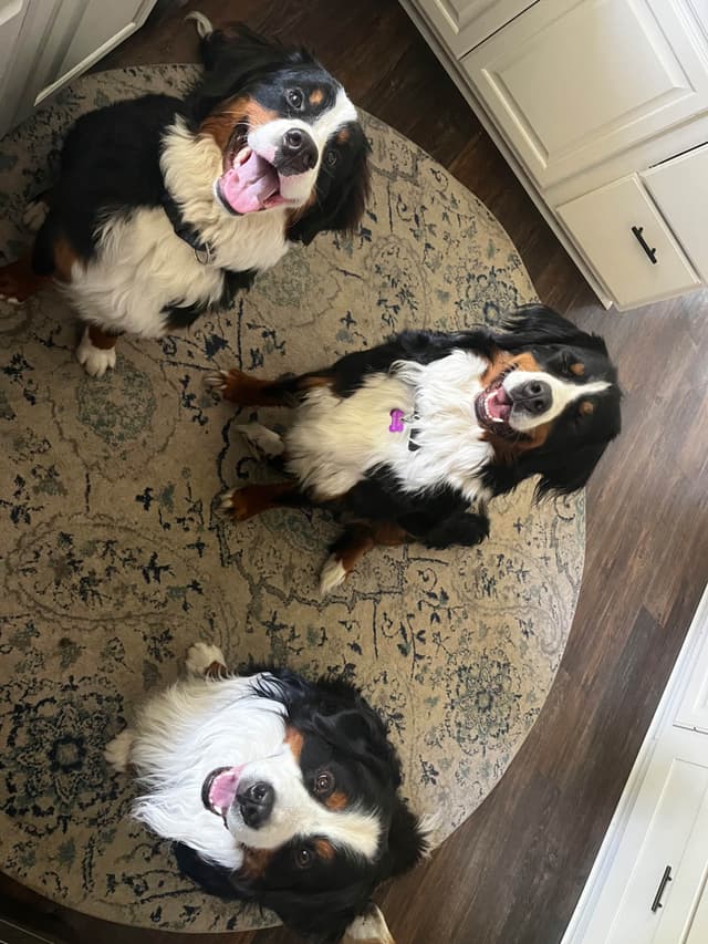 Bernese Mountain Dog Puppies media 9
