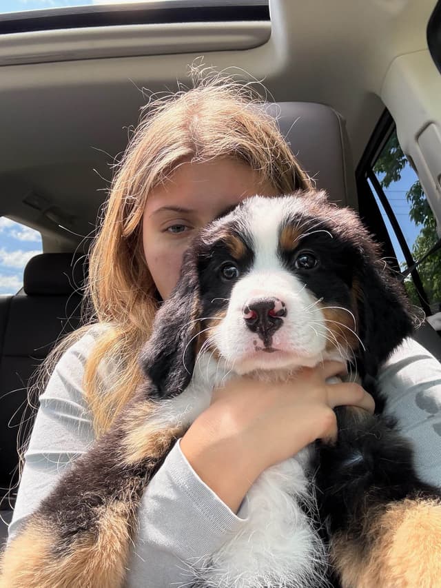 Bernese Mountain Dog Puppies media 10