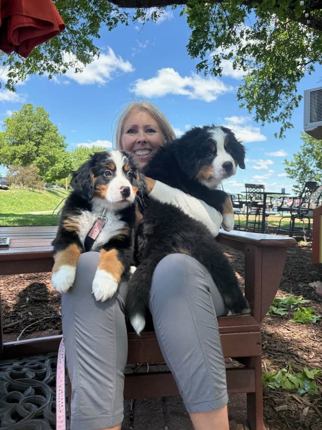 Bernese Mountain Dog Puppies media 11