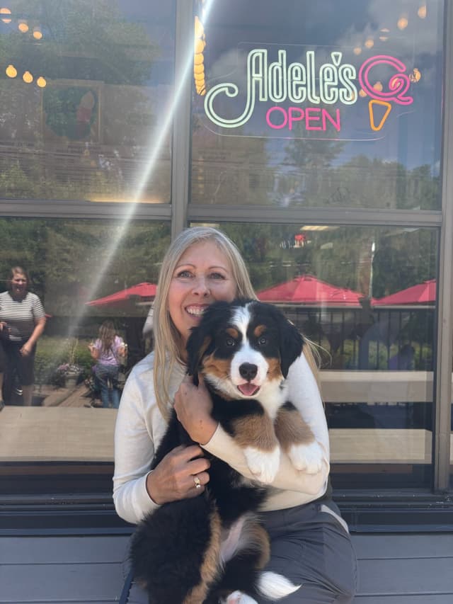 Bernese Mountain Dog Puppies media 13