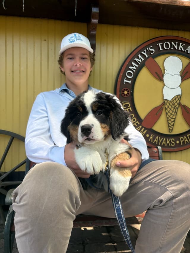 Bernese Mountain Dog Puppies media 12