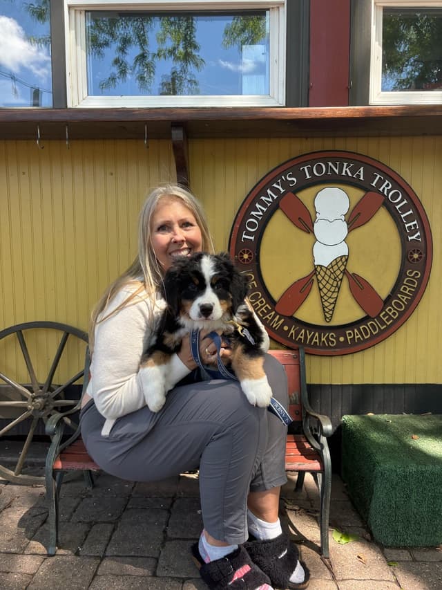 Bernese Mountain Dog Puppies media 16