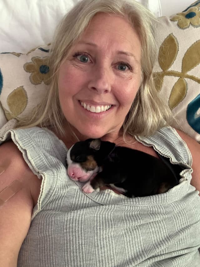 Bernese Mountain Dog Puppies media 17