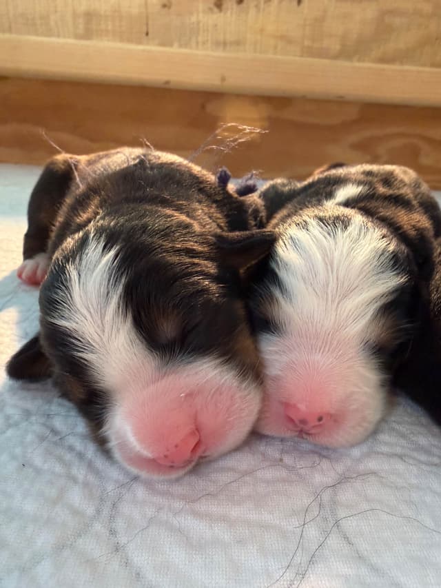 Bernese Mountain Dog Puppies media 19