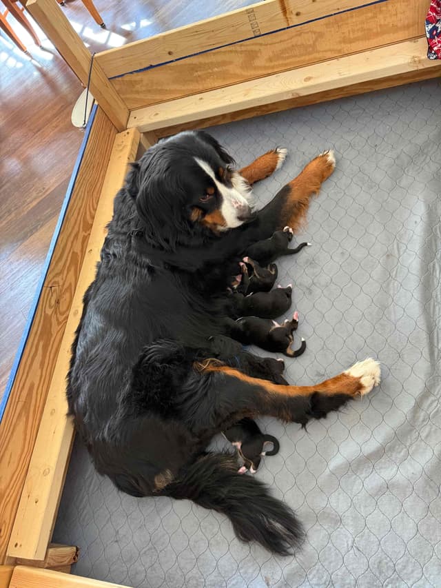 Bernese Mountain Dog Puppies media 20