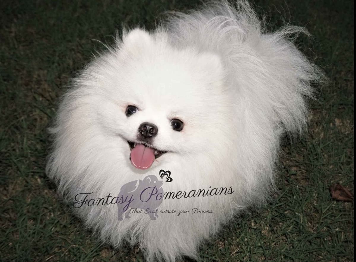 Pomeranian Puppies White Females breeder image 2