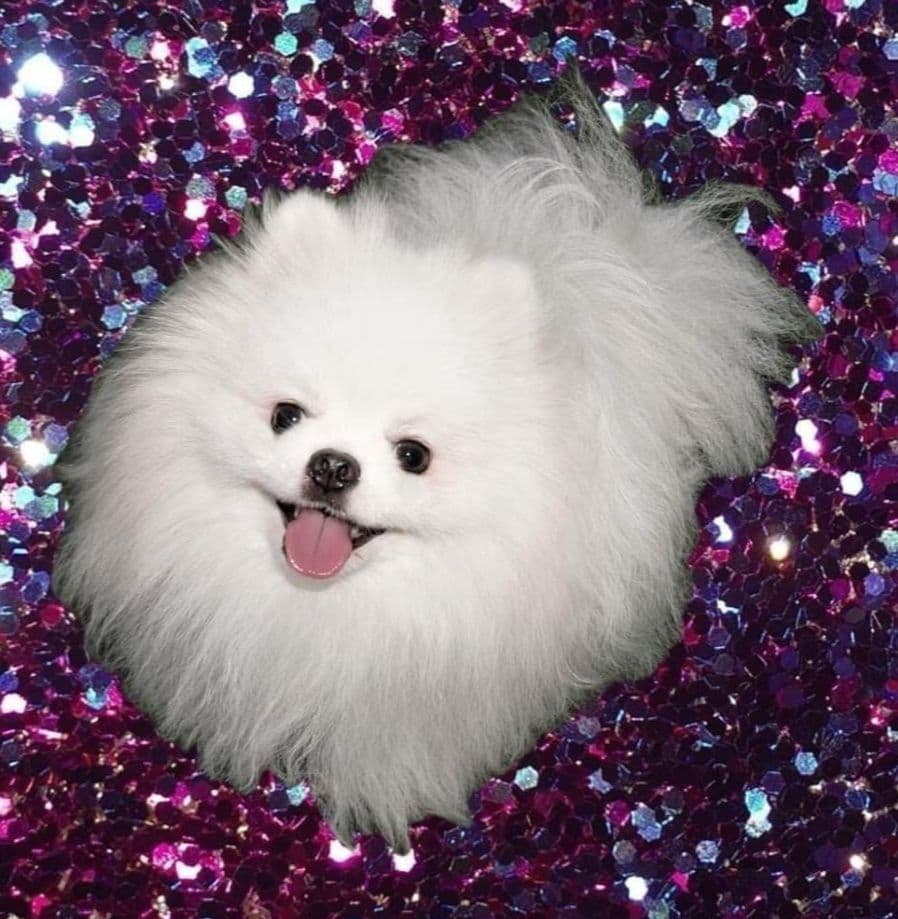 Pomeranian Puppies White Females breeder image 1