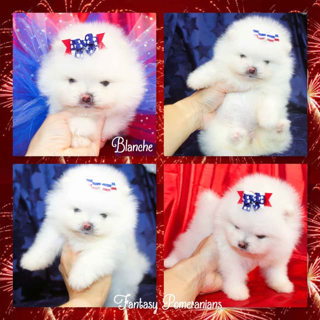 Pomeranian Puppies White Females media 2