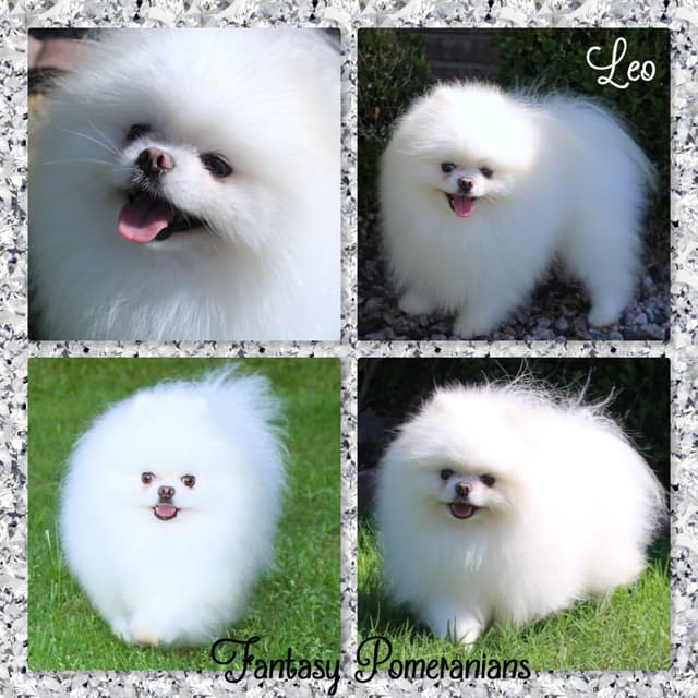 Pomeranian Puppies White Females media 3
