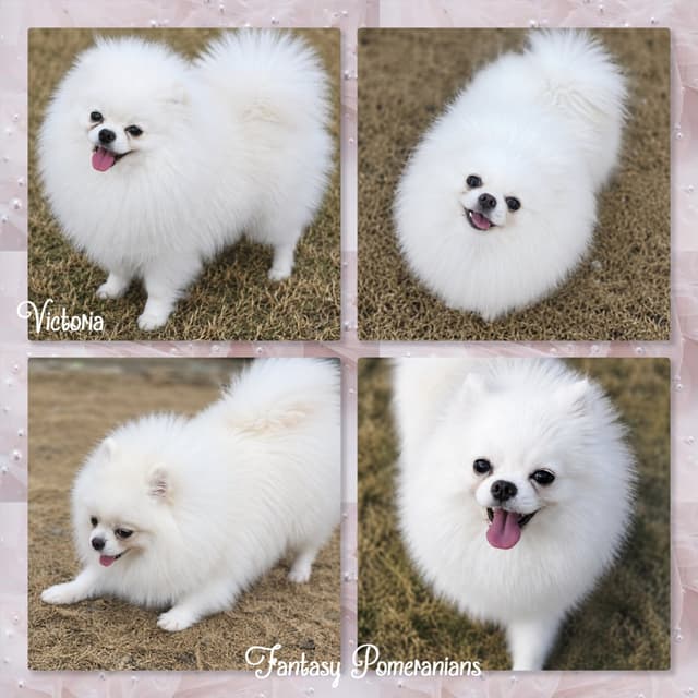 Pomeranian Puppies White Females media 4