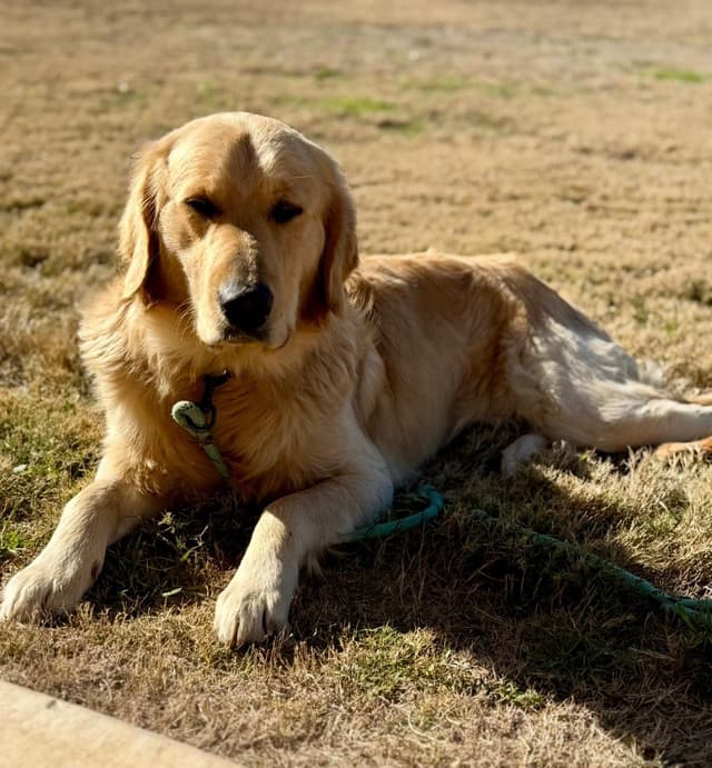 Golden Retriever Puppies media 9