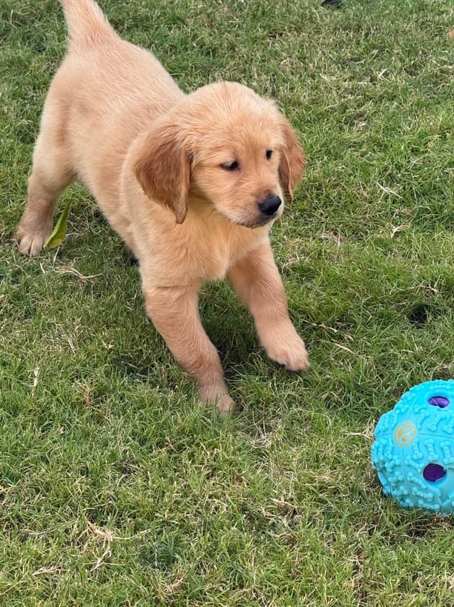 Golden Retriever Puppies media 3