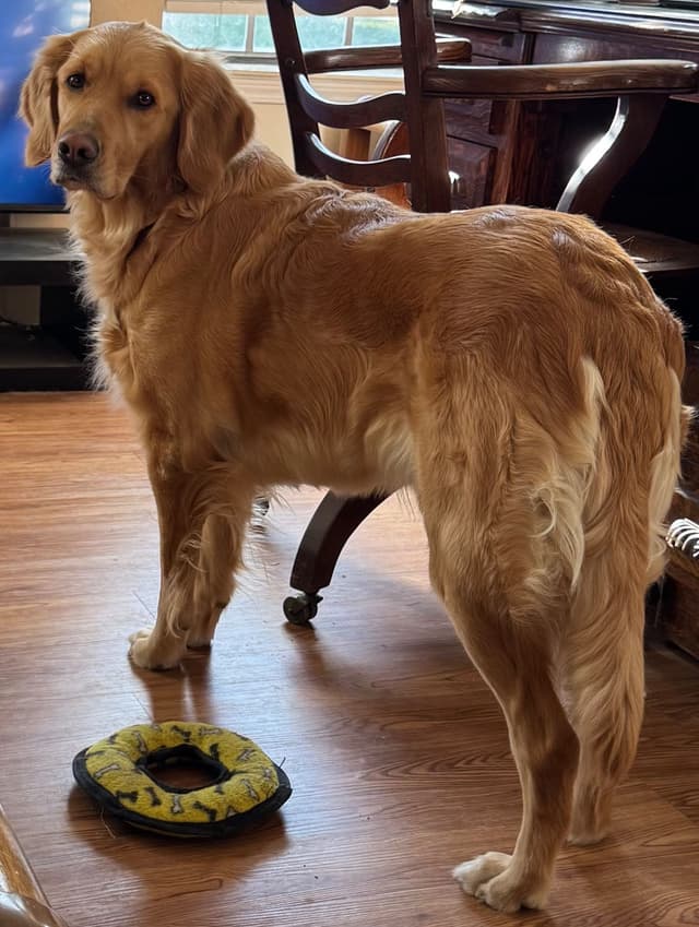Golden Retriever Puppies media 8